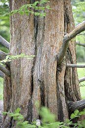 《赛博朋克2077：往日之影》PC截图 超速光追的秀场